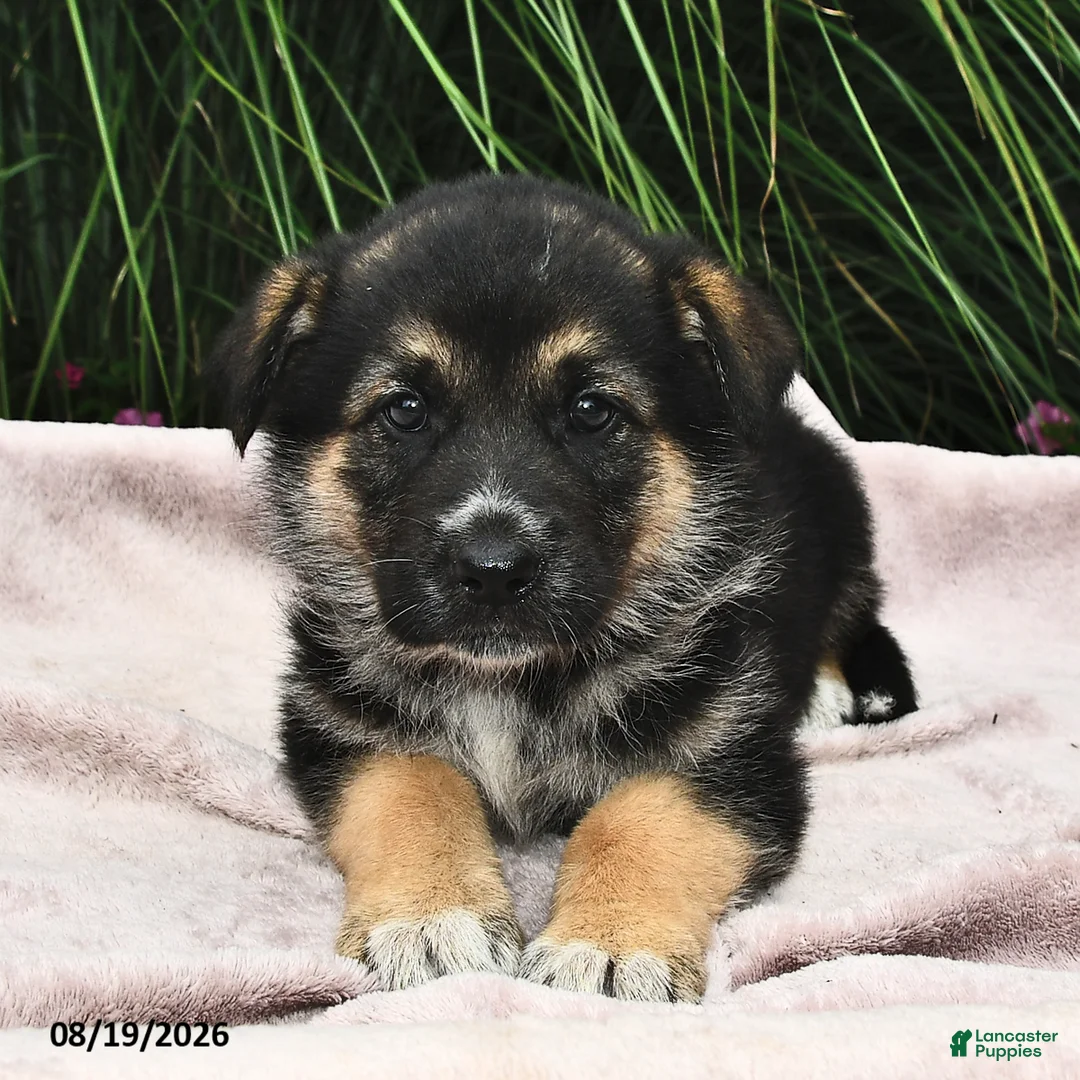Mixed Breed dogs for sale: Everest  - Ad 1