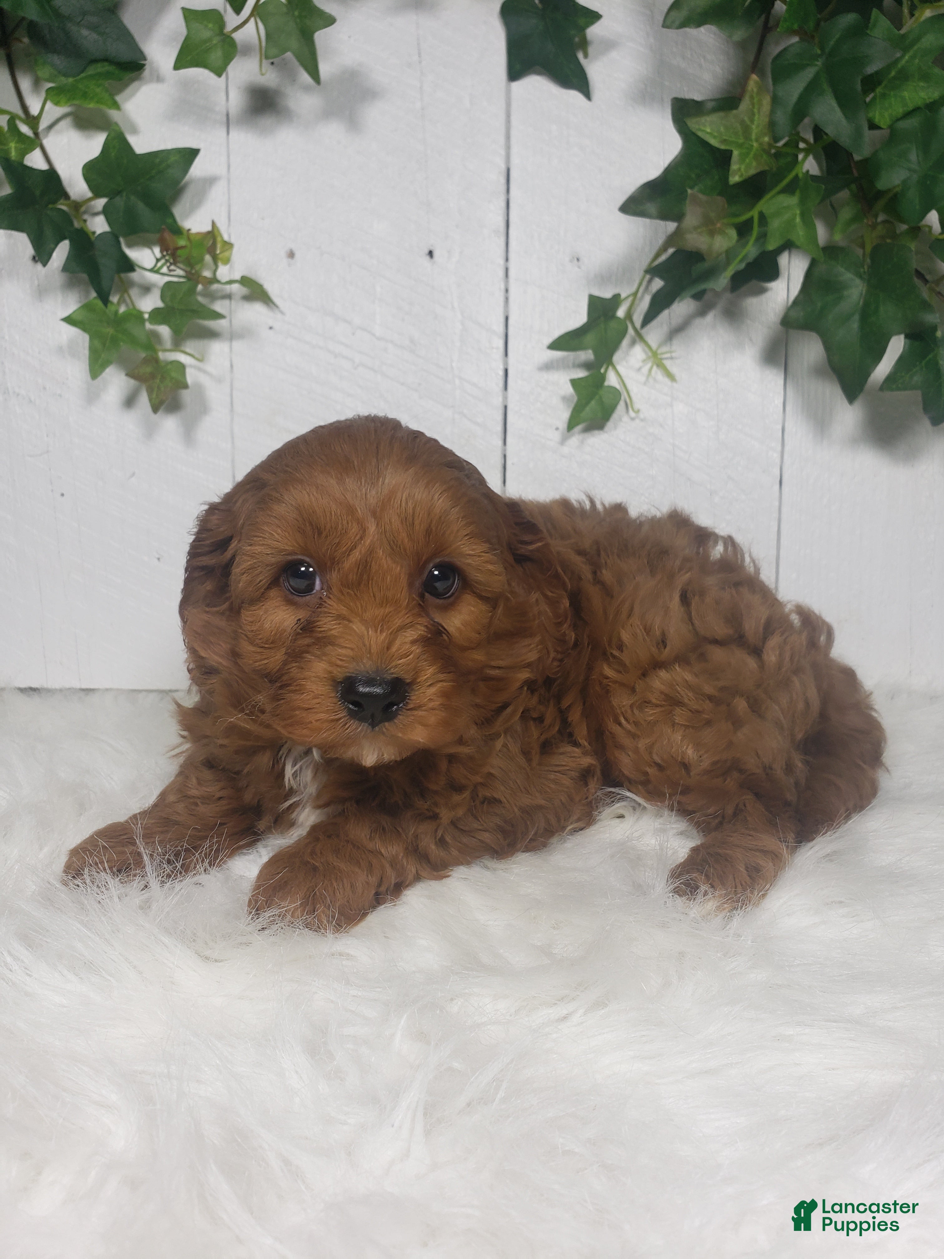 Cavapoo dogs Brett  - Ad 2