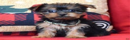 Yorkshire Terrier dogs for sale: Cupid - Ad 6