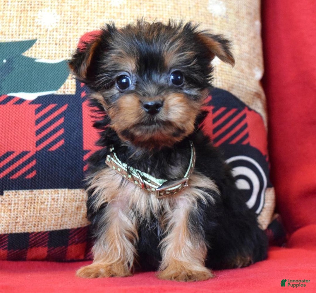Yorkshire Terrier dogs for sale: Cupid - Ad 6