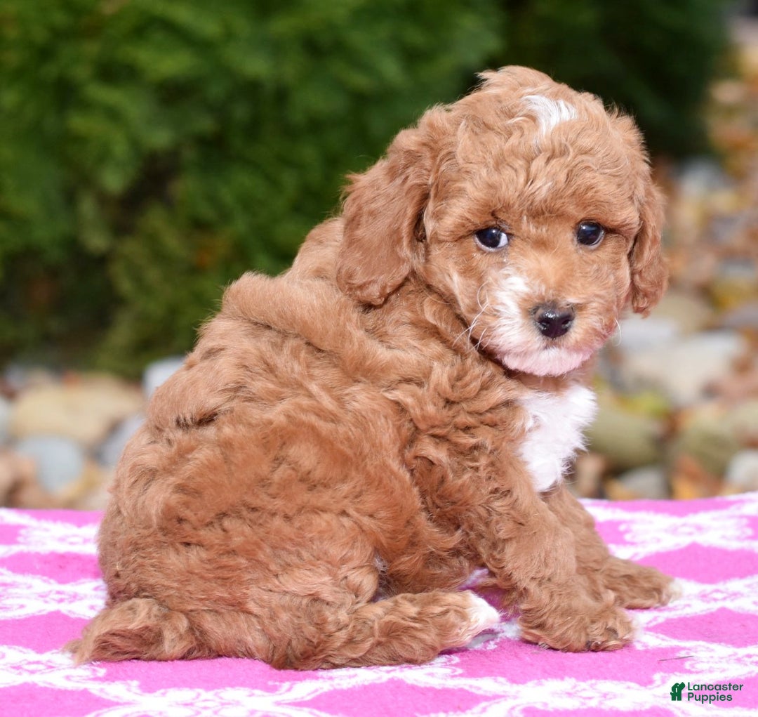 Miniature Poodle dogs for sale: Fargo - Ad 1
