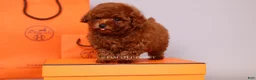 Toy Poodle dogs for sale: HERMES Teacup Toy Poodle Puppy - Ad 3