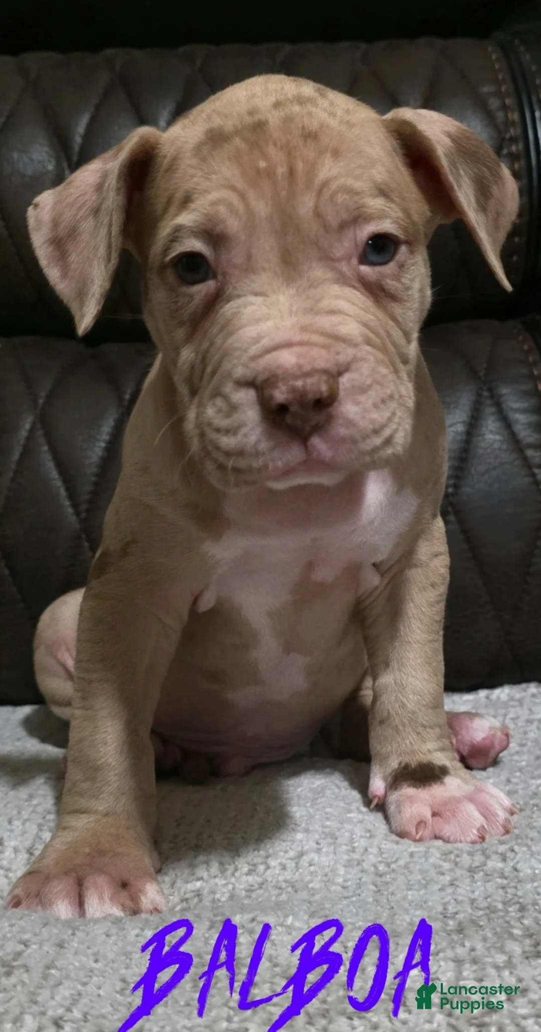 American Pit Bull Terrier dogs for sale: BALBOA  - Ad 1