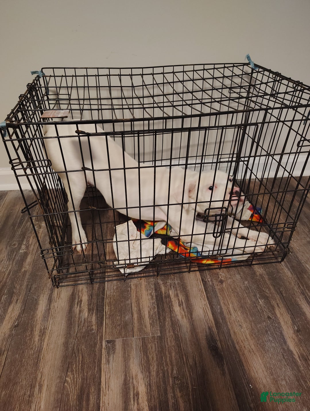 Mixed Breed dogs for sale: Mixed Breed Puppy 1 - Ad 5