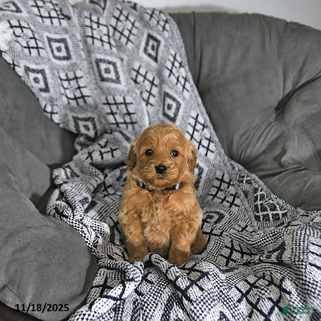 Mini Goldendoodle dogs for sale: Elf - Ad 8