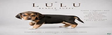 Beagle 8
