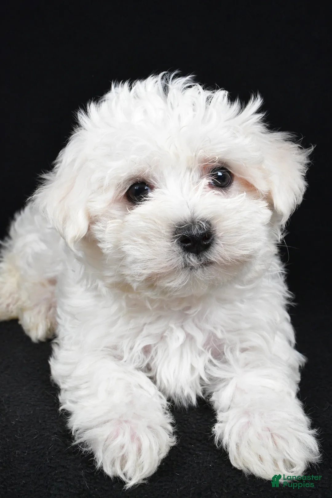 Maltese dogs for sale: Cooper - Ad 6