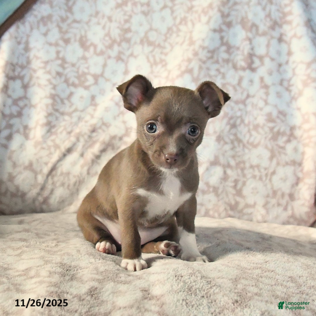 Chihuahua dogs for sale: Misty - Ad 1