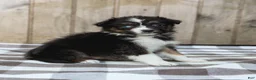 Australian Shepherd dogs for sale: Raine - Ad 1