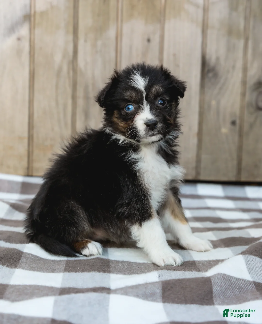 Australian Shepherd dogs for sale: Raine - Ad 1