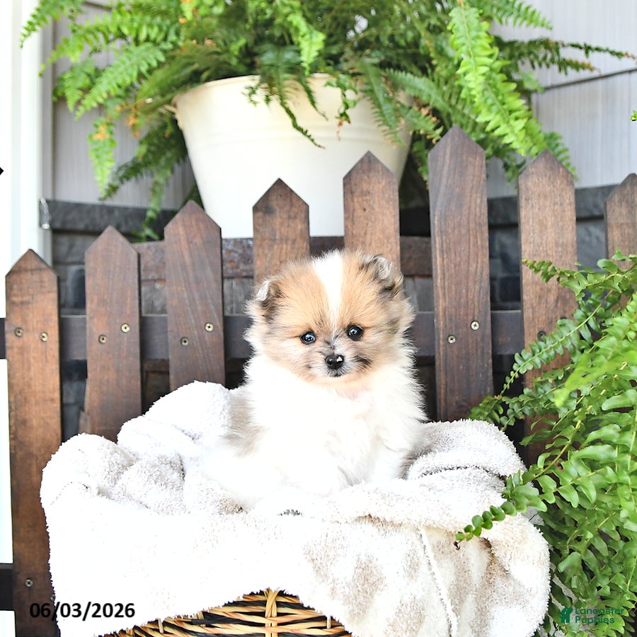Pomeranian dogs for sale: Wally - Ad 3