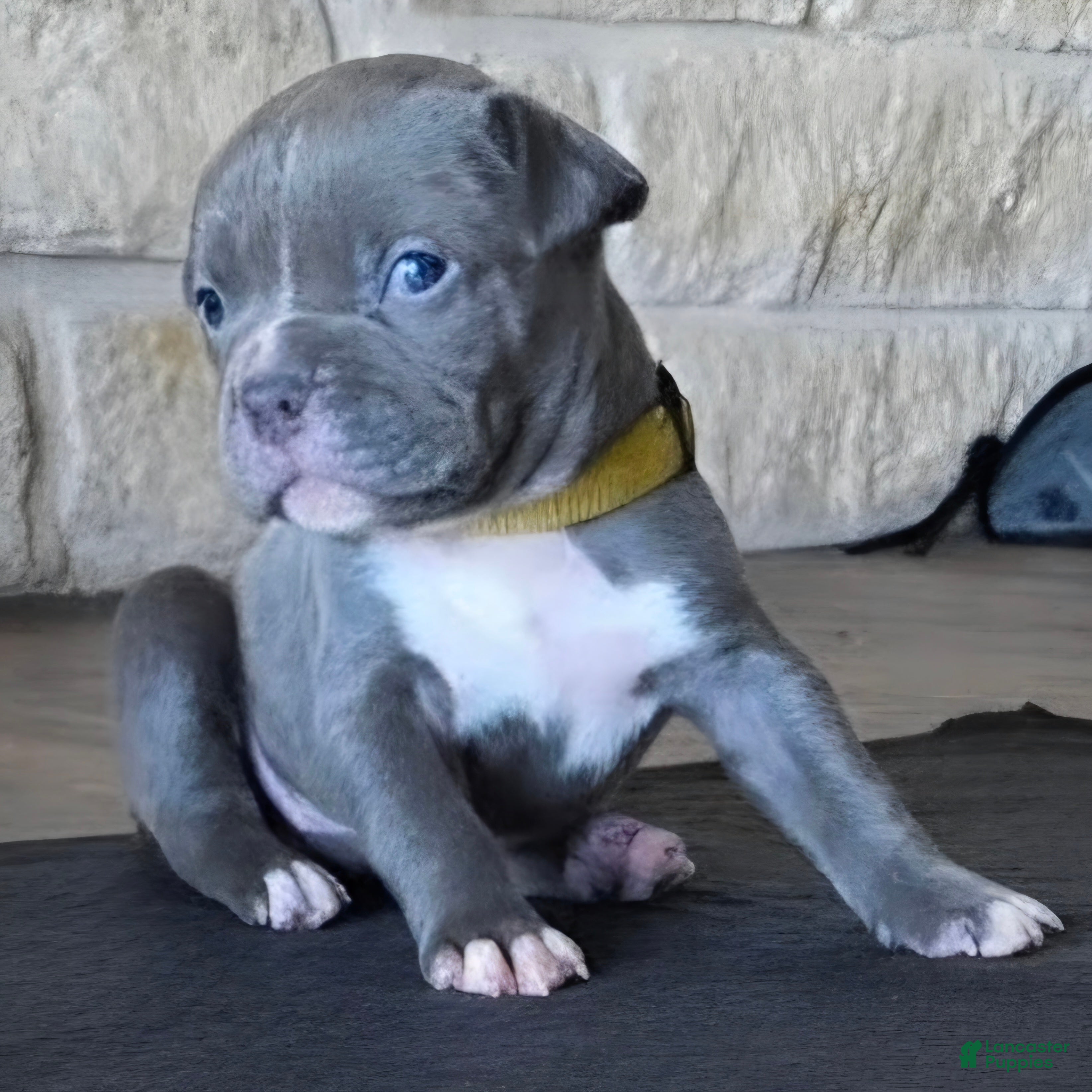 American Bully dogs Erie - Ad 2