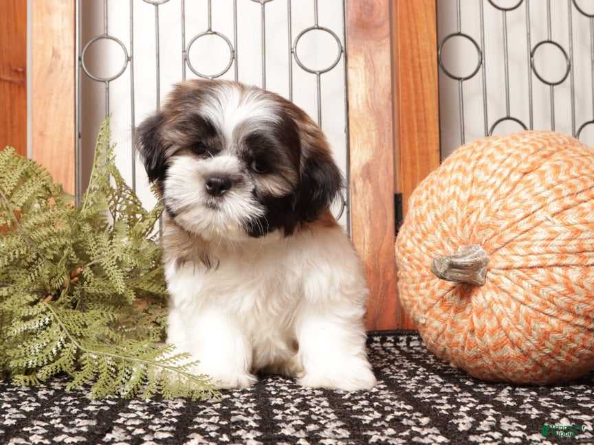 Shih Tzu dogs for sale: Cookie - Awesome Shih Tzu  - Ad 1