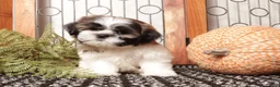 Shih Tzu dogs for sale: Cookie - Awesome Shih Tzu  - Ad 1