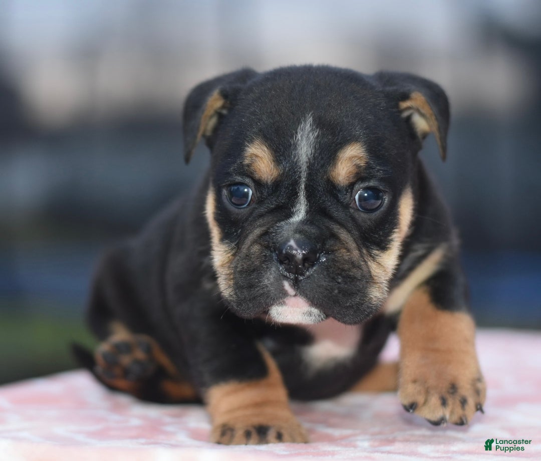 Mixed Breed dogs for sale: Emma tricolor hybrid  - Ad 3