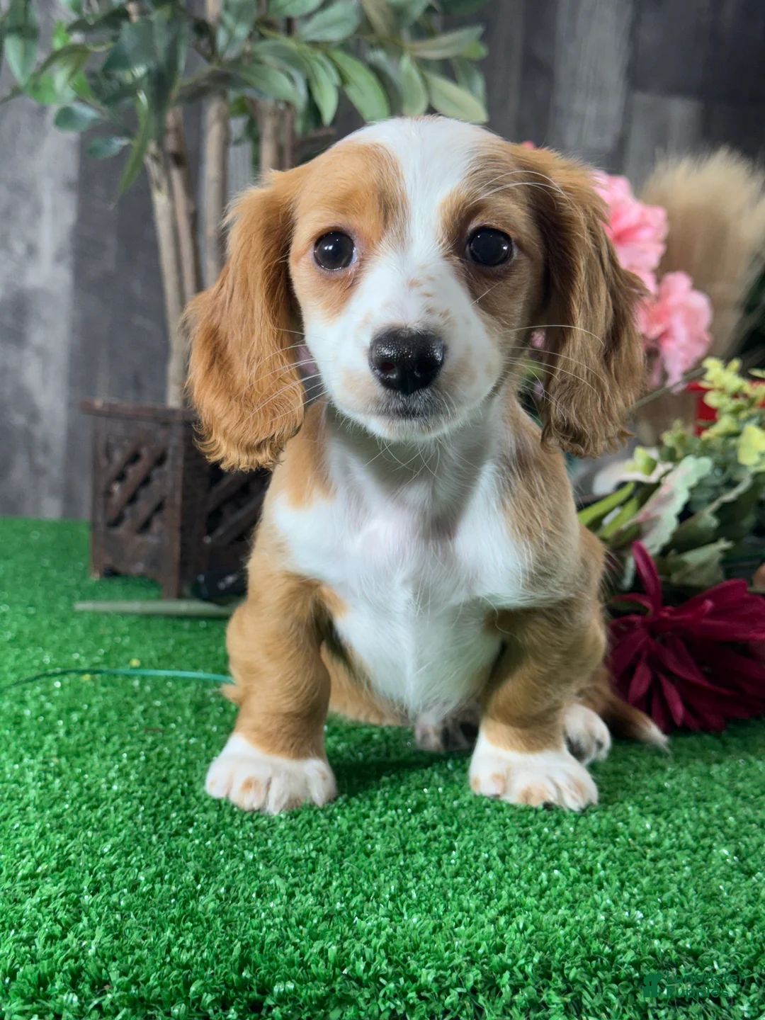 Miniature Dachshund dogs for sale: Daisy  - Ad 1