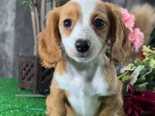 Miniature Dachshund dogs Daisy - Ad 2