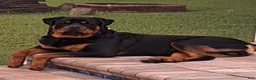 Rottweiler dogs for sale: Rottweiler 2 - Ad 20