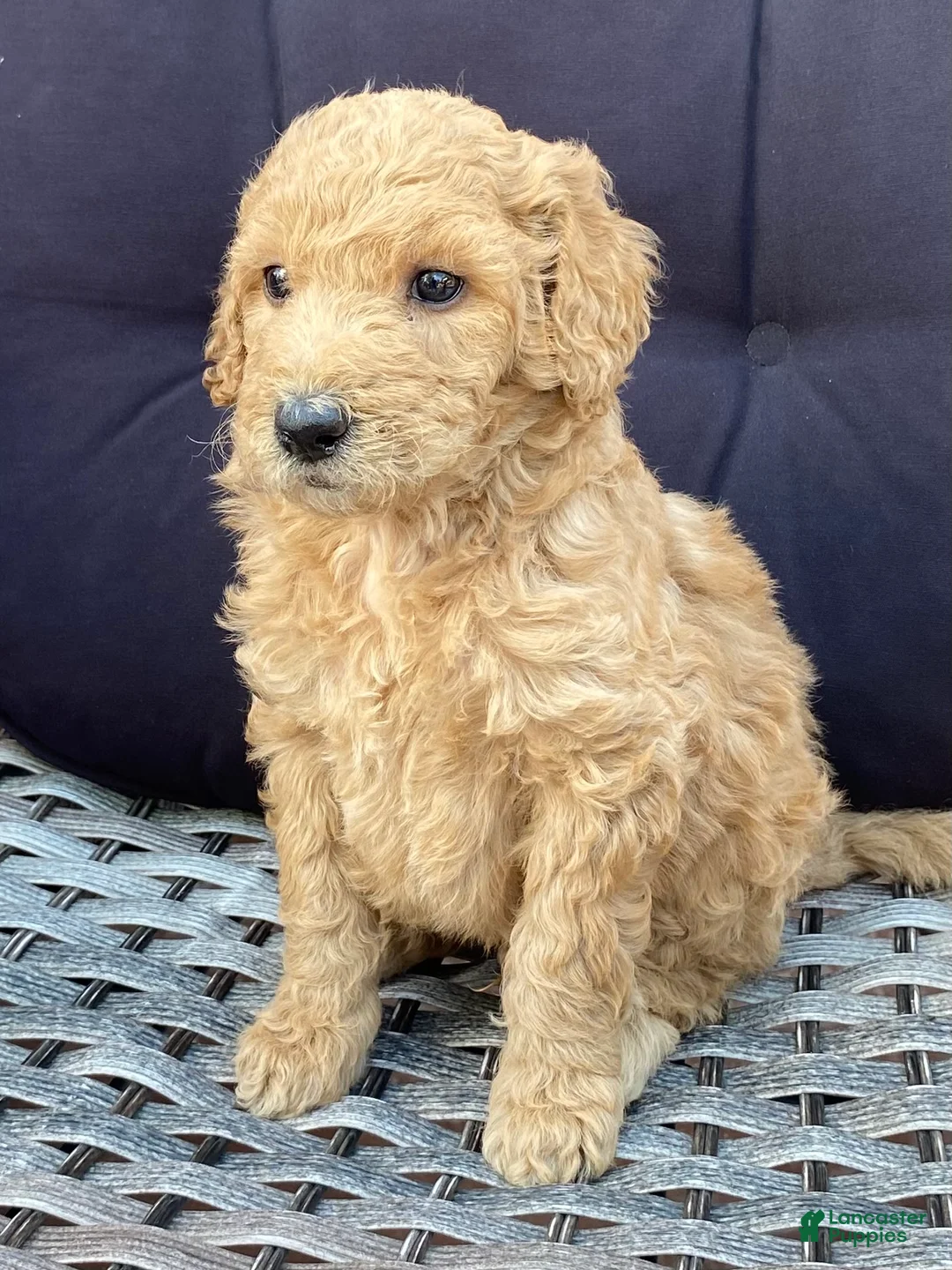 Standard Poodle dogs for sale: Standard Poodle 1 - Ad 1