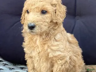 Standard Poodle dogs Standard Poodle 1 - Ad 9