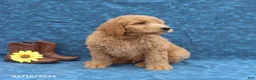 Goldendoodle dogs for sale: Jumper - Ad 4