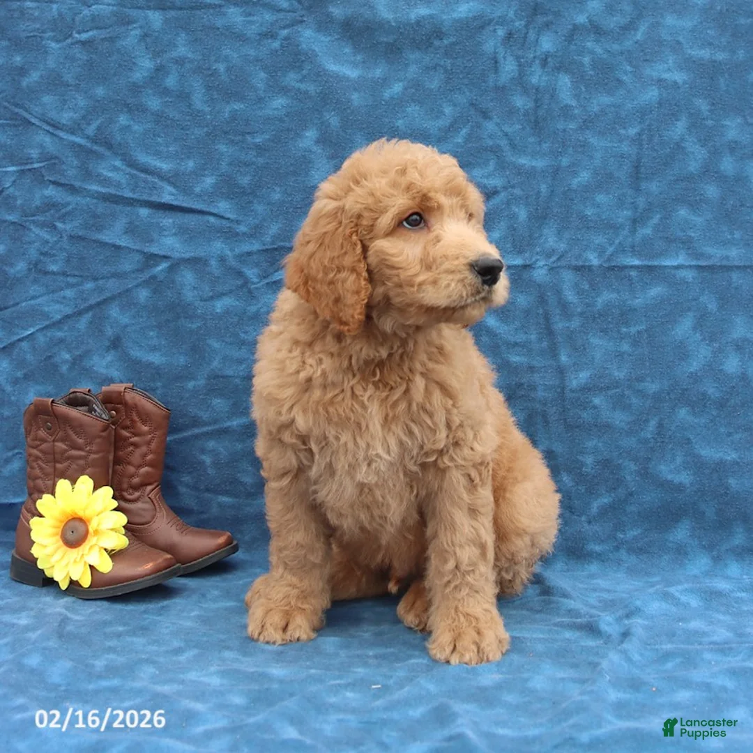 Goldendoodle dogs for sale: Jumper - Ad 4
