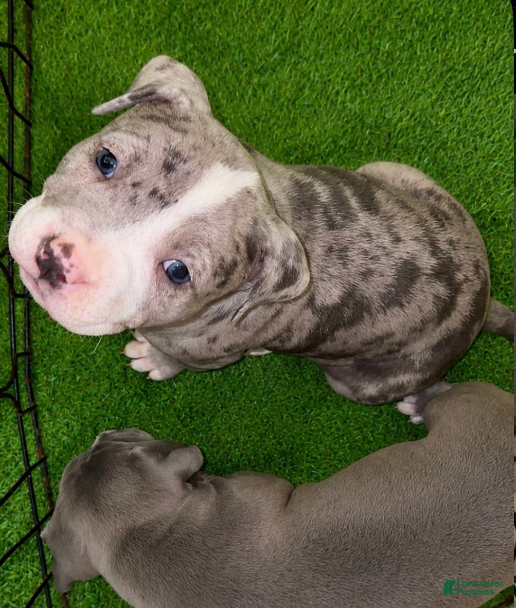 American Bully dogs Lotto - Ad 2