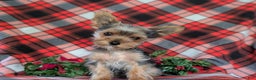 Yorkshire Terrier dogs for sale: Quaid Teacup - Ad 1