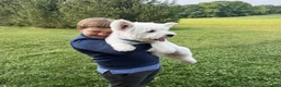 West Highland Terrier dogs for sale: Atlee - Ad 4