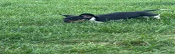 Dachshund dogs for sale: Jade - Ad 4