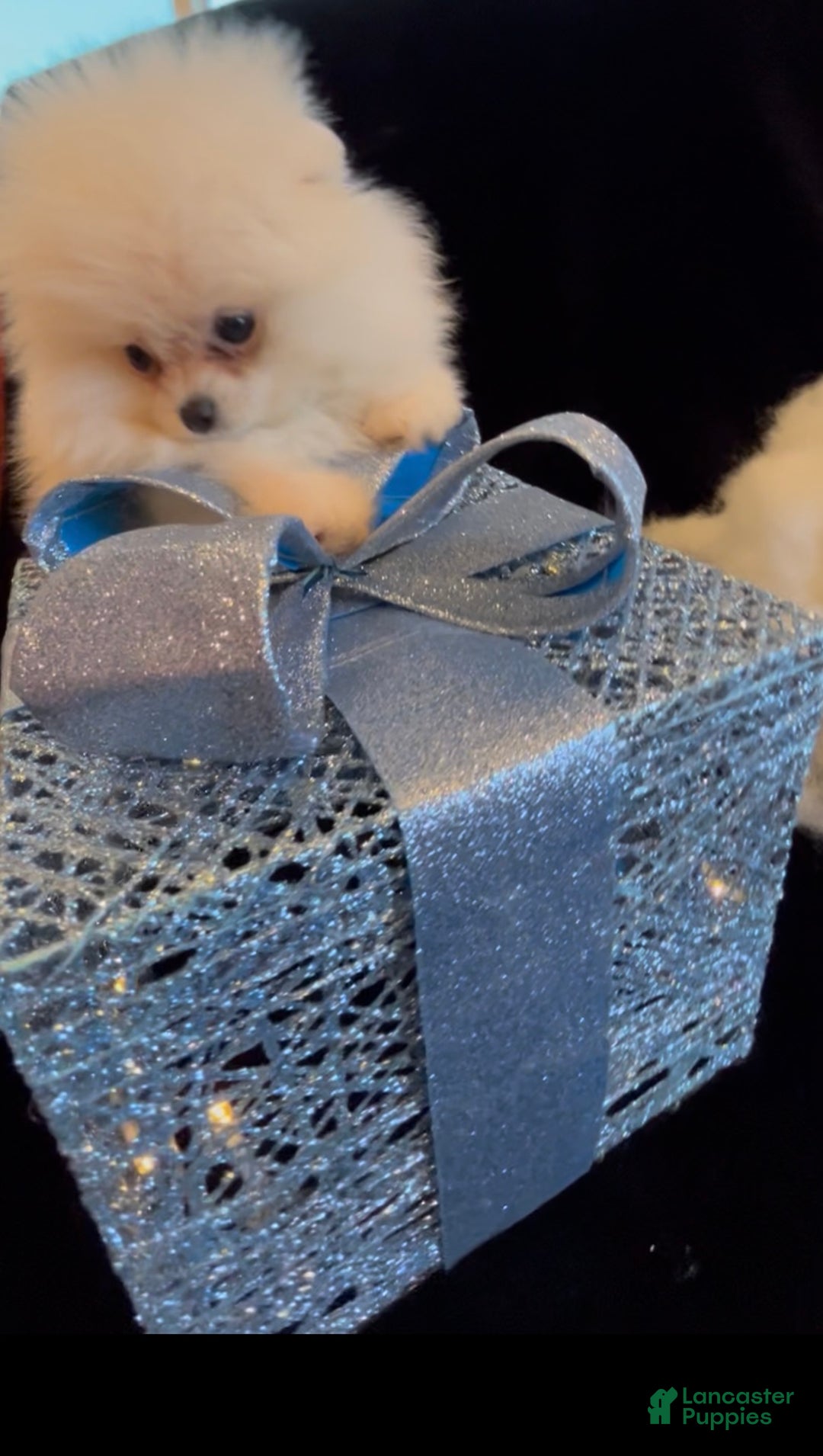 Pomeranian dogs for sale: Tom AKC Registered full rights  - Ad 22