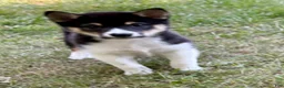 Shiba Inu dogs for sale: Shiba Inu Male - Ad 15