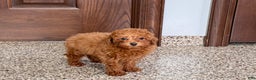 Maltipoo dogs for sale: Quinn - Ad 5