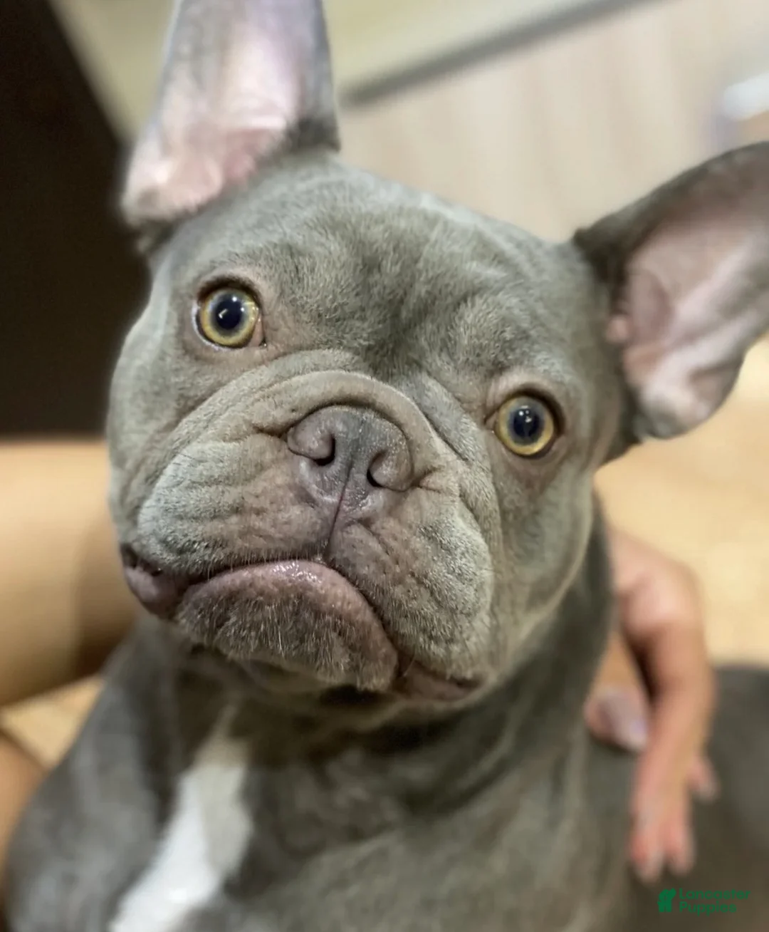 French Bulldog dogs for sale: French Bulldog Puppy 1 - Ad 2