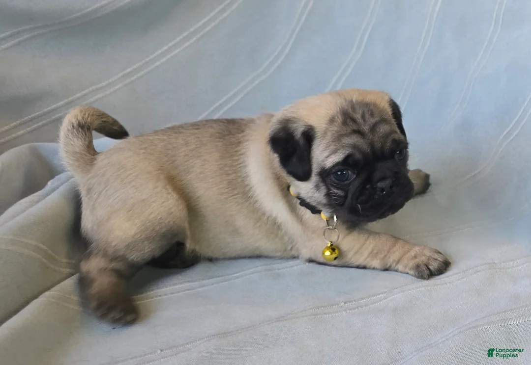 Pug dogs for sale: Daniel - Ad 7