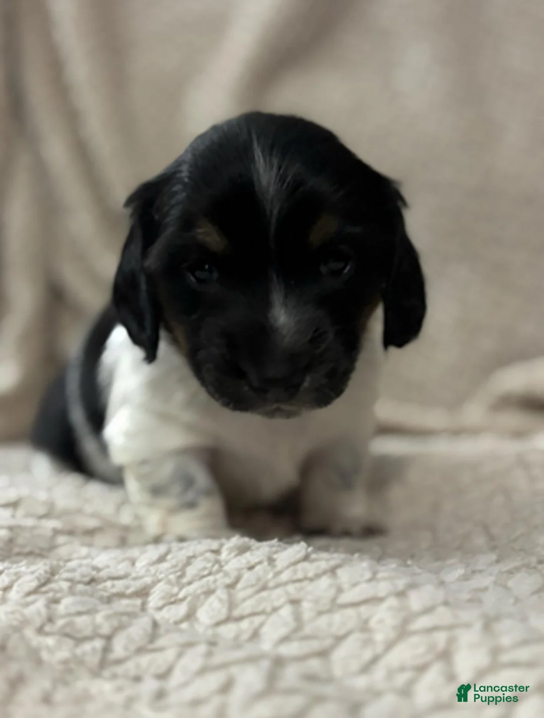 Dachshund dogs for sale: Black n white male - Ad 1
