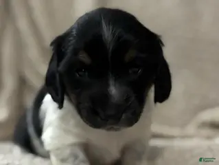 Dachshund dogs Black n white male - Ad 2