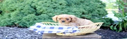 Cavalier King Charles Spaniel dogs for sale: Bruno - Ad 3