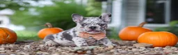 French Bulldog dogs for sale: Hope - Ad 4