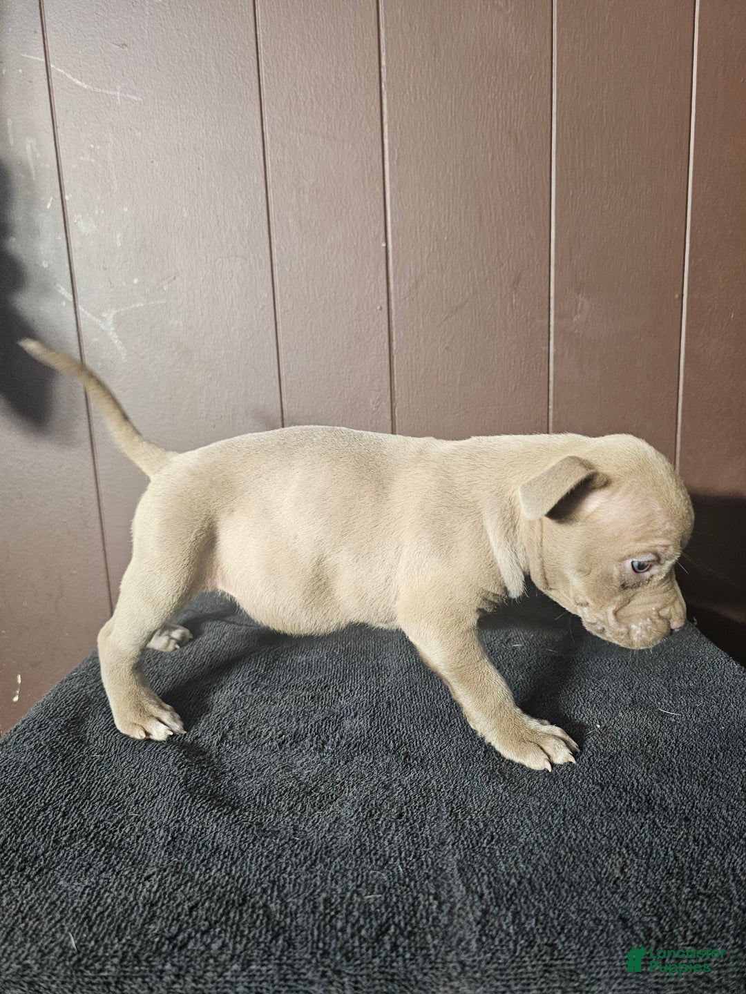 American Bully dogs for sale: DJ - Lilac - Ad 1