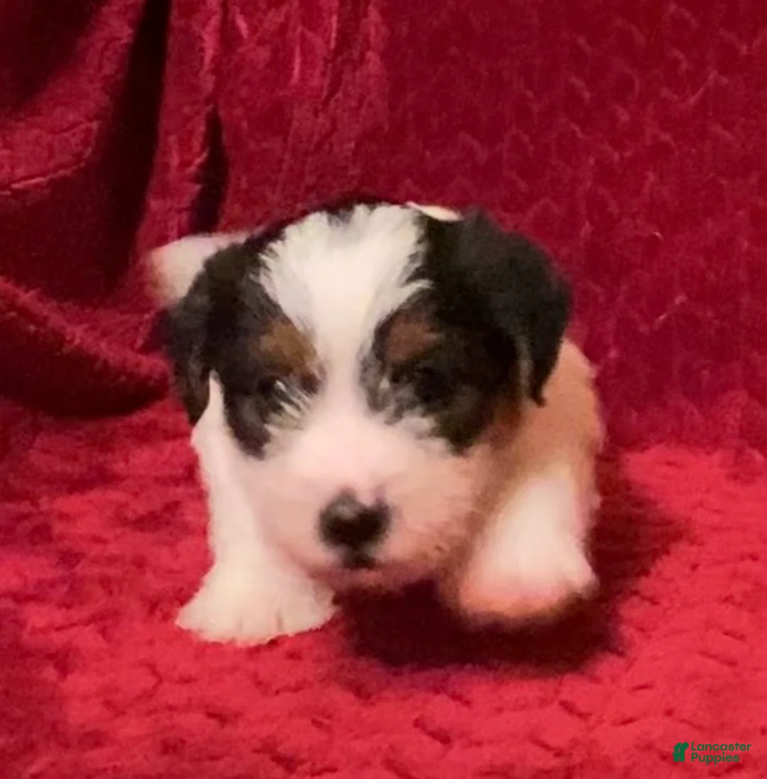 Jack Russell Terrier dogs for sale: Jack Russell Terrier Puppy 4 - Ad 2