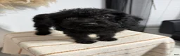 Mini Goldendoodle dogs for sale: Black Girl 2 - Ad 5