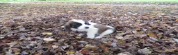 Saint Bernard dogs for sale: Skye - Ad 3