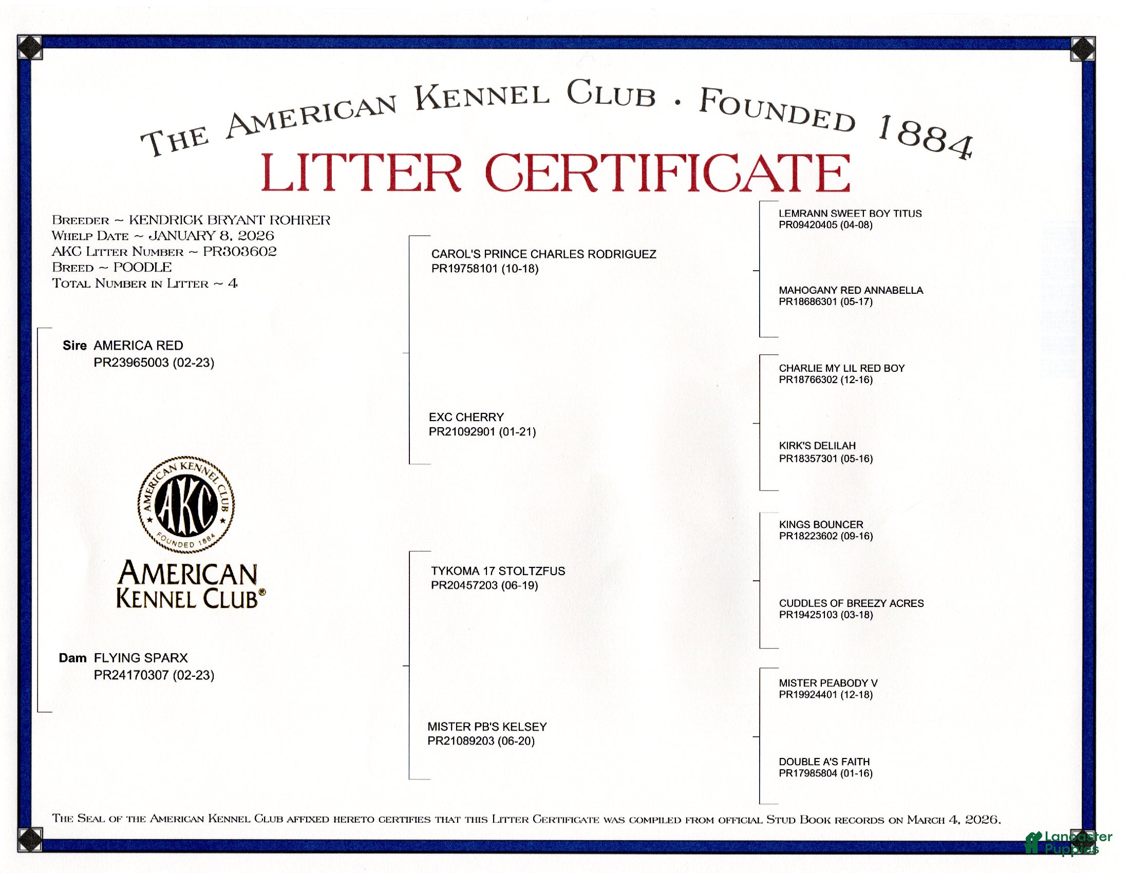 Toy Poodle dogs Max - Ad 2