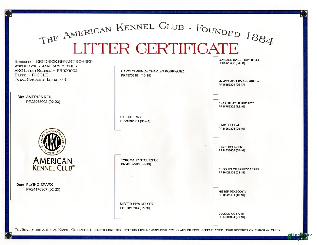 Toy Poodle dogs for sale: Max - Ad 2