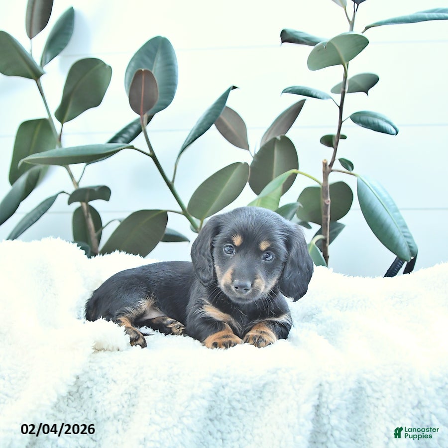 Miniature Dachshund dogs Wallace - Ad 2