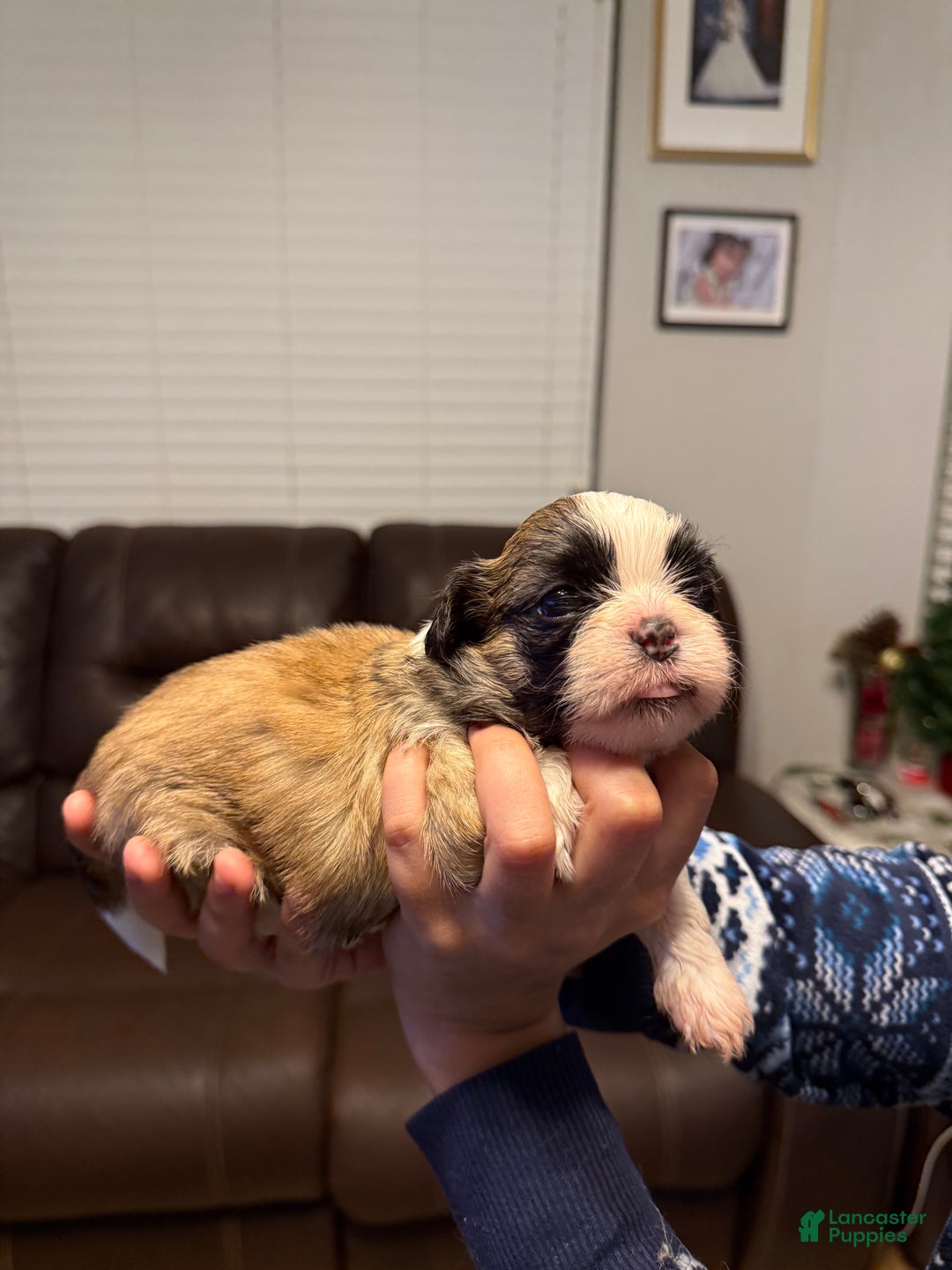 Shih Tzu dogs for sale: Shih Tzu Puppy 2 - Ad 5