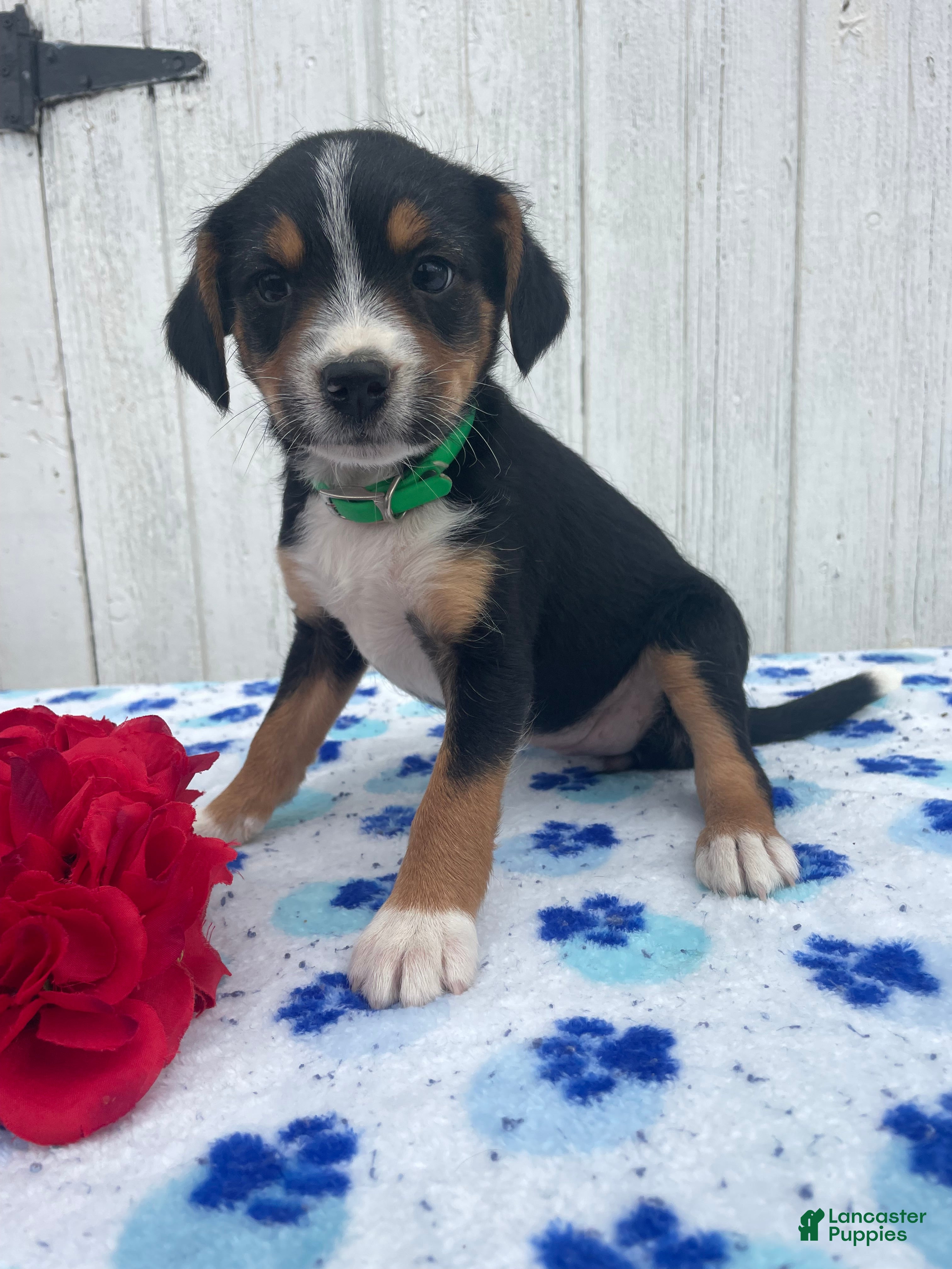Mixed Breed dogs for sale: Pebbles - Ad 1