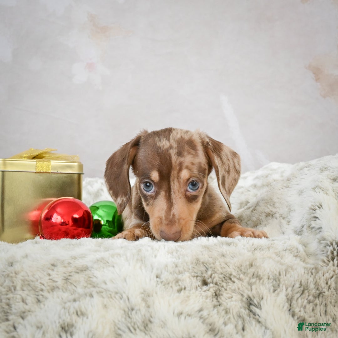 Miniature Dachshund dogs for sale: Max - Ad 5