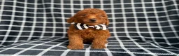 Mini Goldendoodle dogs for sale: Levi - Ad 6